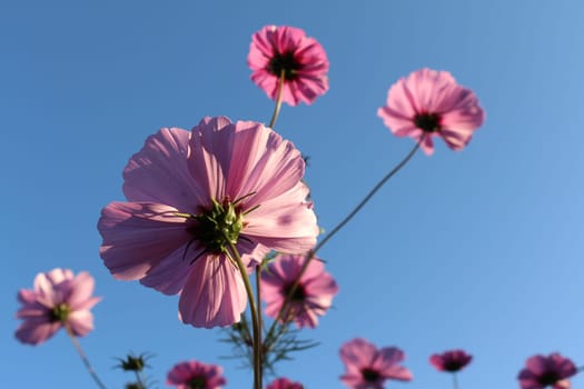 Cosmea