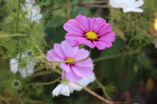 Cosmea