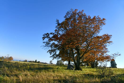 View of the autumnal Rhön