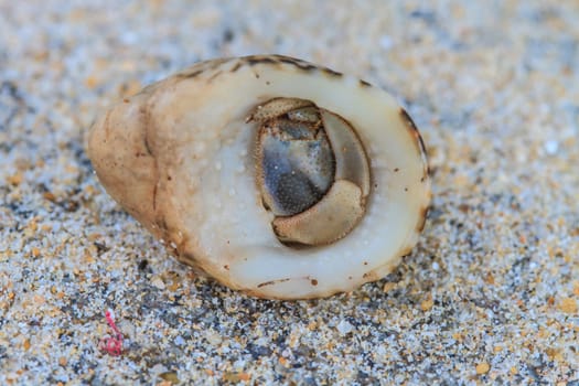 Hermit Crab in a screw shell on tropical sea