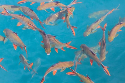 Fish in clear water view from above, lake in Thailand