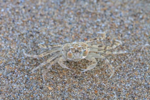 close up Ghost Crab on the Sand