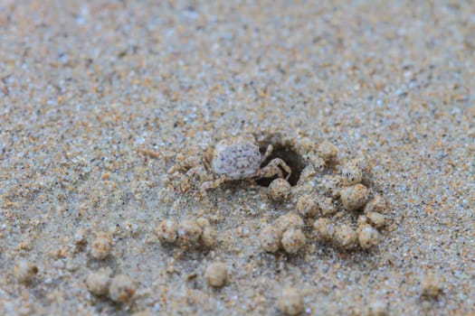 Tiny Ghost Crabs digging holes in the sand