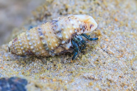 Hermit Crab in a screw shell on tropical sea