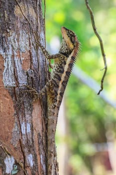 Greater spiny lizard, Acanthosaura armata, black faced lizard, masked spiny lizard, tree lizard