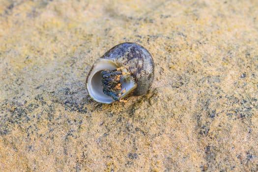 Hermit Crab in a screw shell on tropical sea