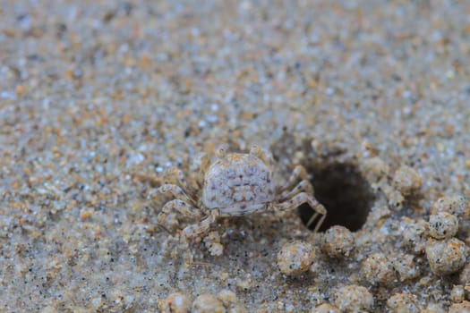 Tiny Ghost Crabs digging holes in the sand