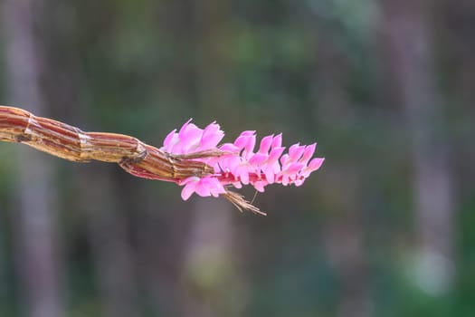 Pink bouquet of Toothbrush Orchid flower or Dendrobium secundum on tree