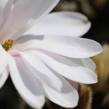 starmagnolia