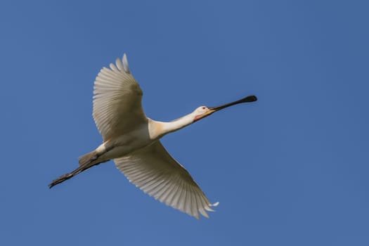 Common Spoonbill in flight in Danube Delta, Romania