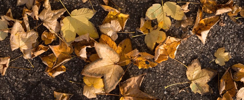 Colorful autumn leaves on the street, background thanks giving, nature, seasons