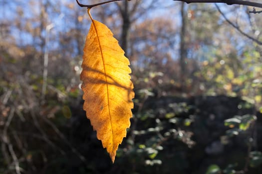 Yellow chesnut leaf. Magic Autumn at Ambroz Valley, Extremadura, Spain