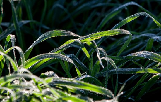 Beautiful long green grass on a winter day full of drops of dew. Dark background