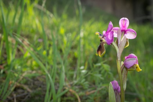 Beautiful wild rare orchid pink Ophrys tenthredinifera. Valverde de Leganes, Extremadura, Spain
