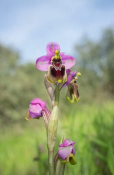 Beautiful wild rare orchid pink Ophrys tenthredinifera. Valverde de Leganes, Extremadura, Spain