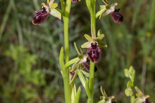 Beautiful wild rare orchid Ophrys sphegodes also known as early spider-orchid. Valverde de Leganes, Extremadura, Spain