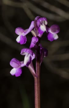 Beautiful wild rare orchid Anacamptis morio subsp. champagneuxii. Valverde de Leganes, Extremadura, Spain