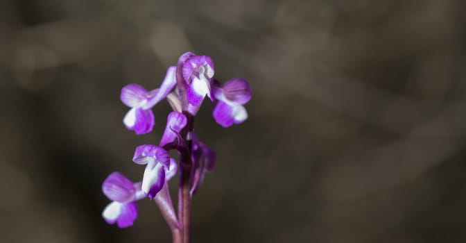 Beautiful wild rare orchid Anacamptis morio subsp. champagneuxii. Valverde de Leganes, Extremadura, Spain