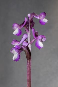 Beautiful wild rare orchid Anacamptis morio subsp. champagneuxii. Valverde de Leganes, Extremadura, Spain