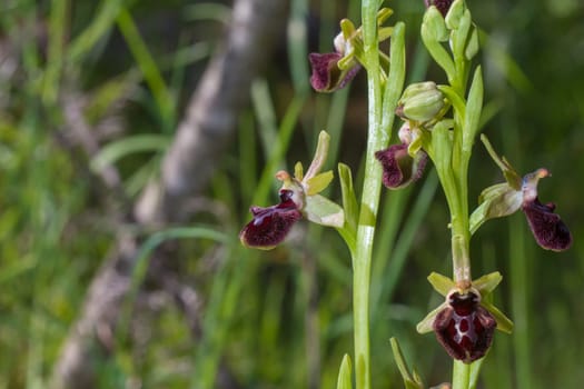 Beautiful wild rare orchid Ophrys sphegodes also known as early spider-orchid. Valverde de Leganes, Extremadura, Spain