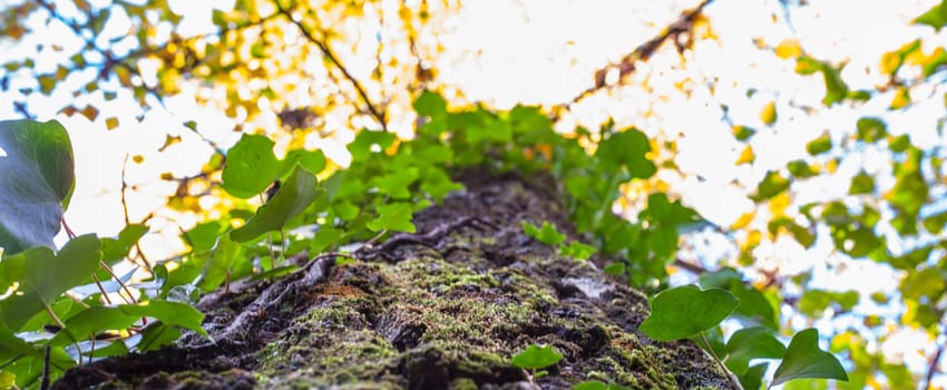Ivy climbing old chesnut trunk surface. Magic Autumn at Ambroz Valley, Extremadura, Spain