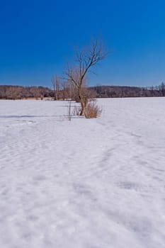 Lone Tree in a Frozen Landscape in Spring Lake Preserve in Illinois