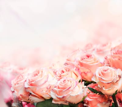 Closeup of beautiful pink roses in the garden
