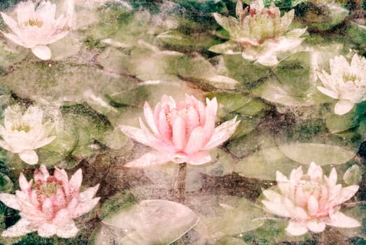 Water Lily on dirty grunge textured canvas