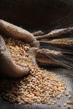 Bag full of wheat and wheat ears