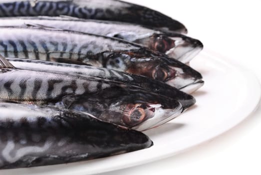 Fresh mackerel in white plate