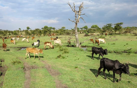 Africa. Kenia. animals in Masai Mara National Park.
