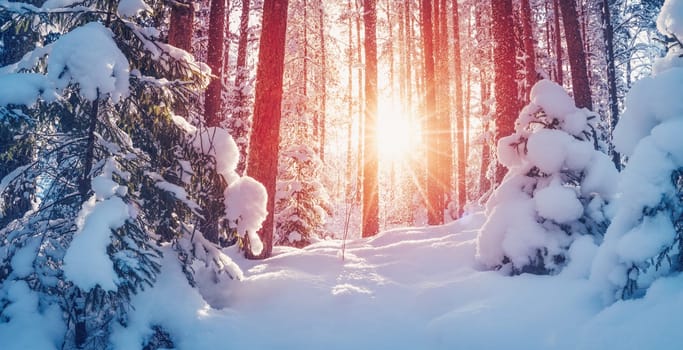 Winter forest with beautiful snowy pines and firs. Majestic view of the wonder snowy woodland.