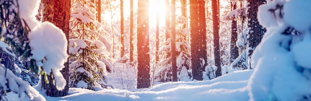 Winter forest with beautiful snowy pines and firs. Majestic panoramic view of the wonder snowy woodland.