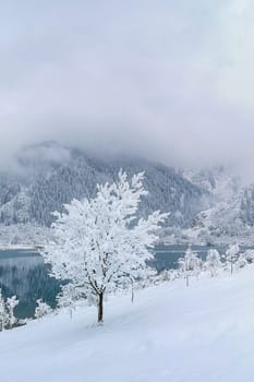 White tree covered with snow and black on the background of a mountain lake in the fog. Winter landscape.