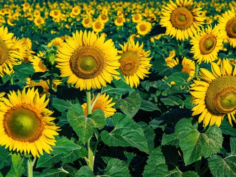 Blooming farm field of yellow sunflowers with green leaves. Agricultural plants. Agricultural business. Sunflower oil. Yellow flowers. Blooming sunflowers. Summer season.