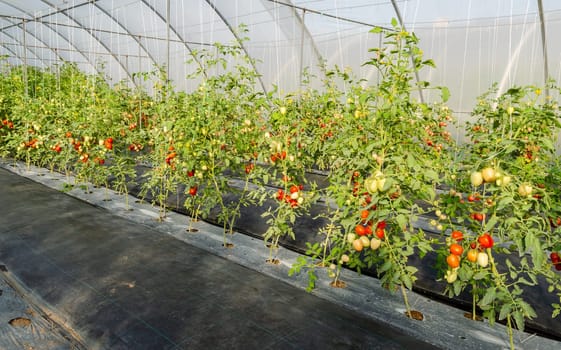 Fresh bunch of red ripe and unripe natural tomatoes growing on a branch in greenhouse garden