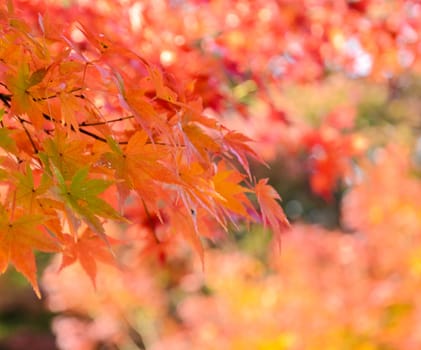 Autumn colored leaves of maple tree in Japan