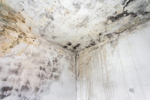 Mold fungus on ceiling and wall of roomcreating health problems for the home owners. Molds can thrive on any organic matter including ceilings, walls and floors of homes with moisture management problems.