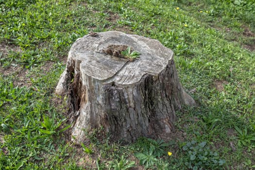 Cutted tree isolated in the forest. Deforestation, industry.