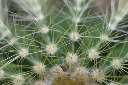 beautiful cactus with skewers for your pain defense protection
