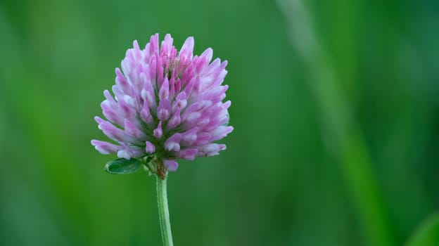Purple clover flower close-up with green background