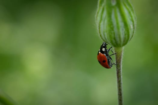 Red ladybug at a green plant close-up