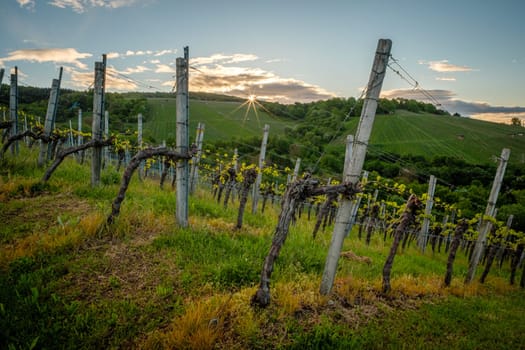 Vineyard in spring with sunstar in back lit scene