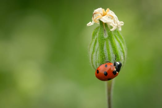 Ladybug at a green plant flower close-up