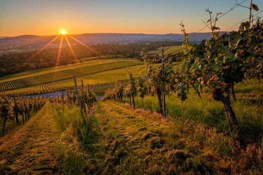 Sunrise with sunstars in a german vineyard scene landscape