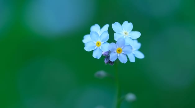 Blue forget-me-not flowers close-up with green bokeh