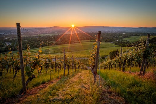 Gorgeous sunrise in german vineyard with sunstar