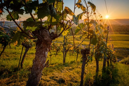 Grapevines in vineypard in sunrise sunstar sunbeams landscape