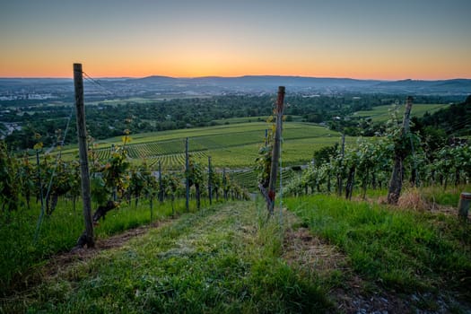 Dawn in summer in german vineyard scenery landscape