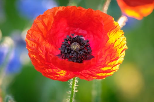 Red poppy flower close-up